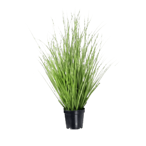 15” Fountain Grass
