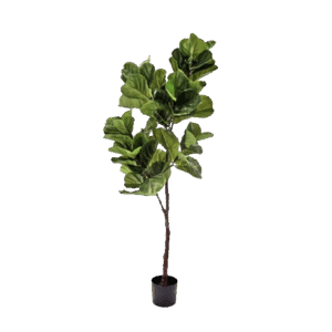5’ Fiddle Leaf Fig