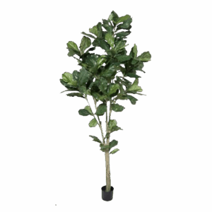 7’ Fiddle Leaf Fig
