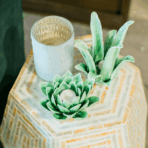 Cactus.png