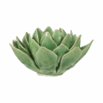 Cactus-Small.png