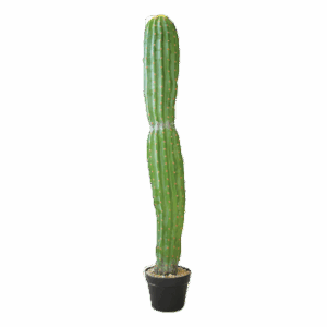 Single Trunk Cactus