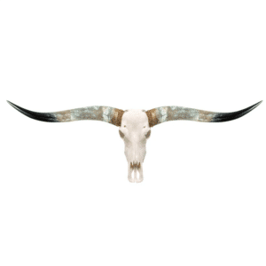 Longhorn Skull