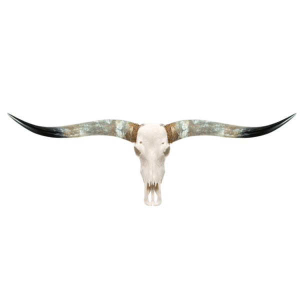 Longhorn-SKull.png Longhorn-SKull.png