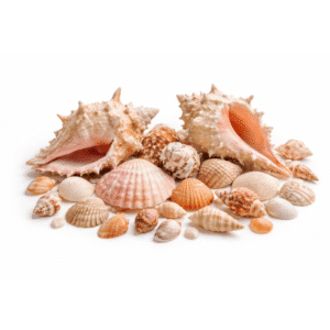 Seashells